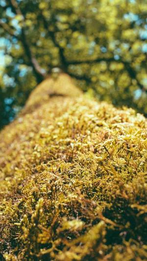 51吃瓜网页版截图1