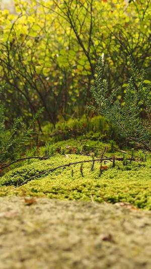 孕妇初期可以吃哈密瓜吗截图1