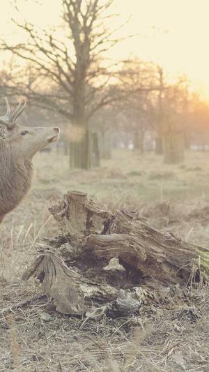 黑料不打烊吃瓜网截图1