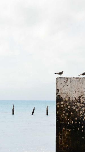 黑碧玉籽料截图4