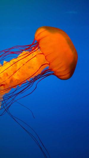 黑料不打烊万里长征截图1